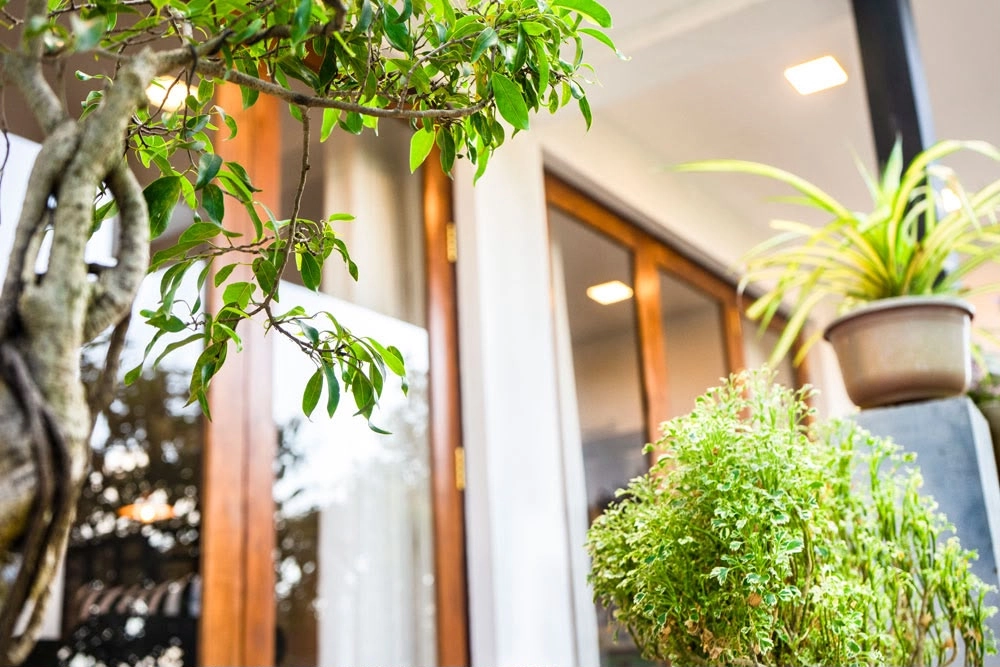 Plants beside the glass doors at Kandy Casa