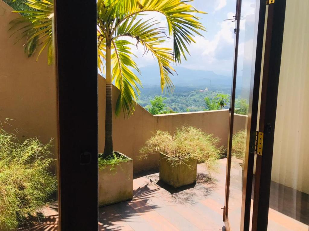 The mountains seen past a palm on the balcony of a Superior Double Room