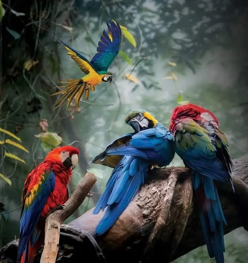 Macaws perched on a branch, one in flight