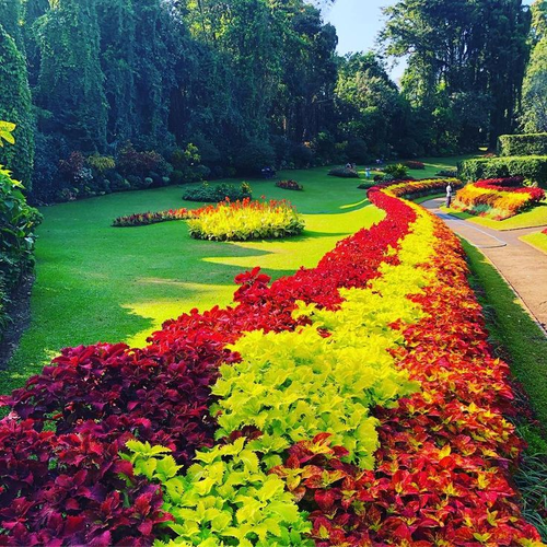 Curving beds of red and yellow foliage across the lawns of the Royal Botanical Gardens