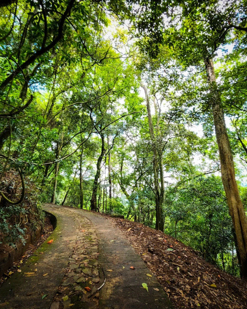 A footpath winding uphill beneath the forest canopy of Udawatta Kele Sanctuary