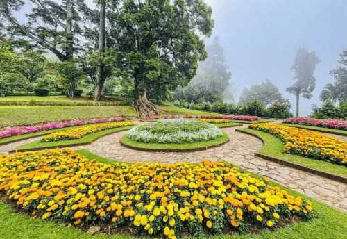 Beds of yellow flowers and lawns in Hakgala Botanical Garden