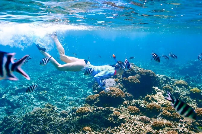 A snorkeller diving over a coral reef among striped reef fish