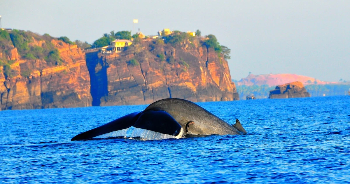 A whale lifting its tail from the sea below the cliffs at Trincomalee