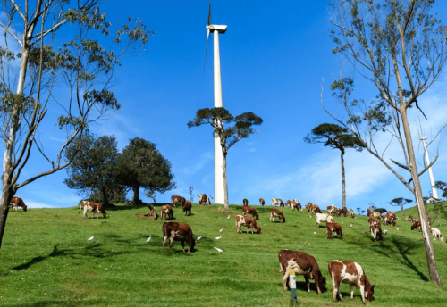 Cows grazing in the pastures of Ambewela beneath a wind turbine
