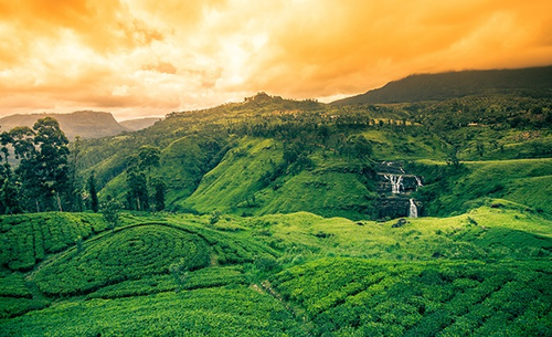 Tea estates covering the hills around Nuwara Eliya at sunset