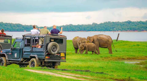 Visitors in a safari jeep photographing elephants beside a lake