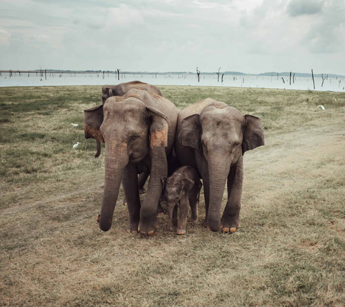 Two elephants sheltering a calf on the grass beside the Kaudulla reservoir