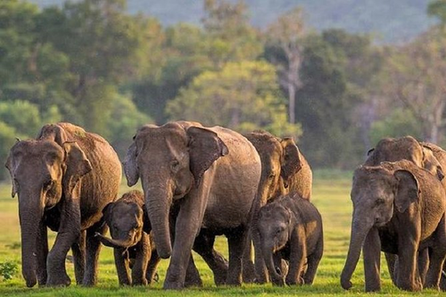 A herd of elephants with their calves crossing the grassland at Minneriya