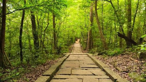 A stone-paved path running through the green forest at Ritigala